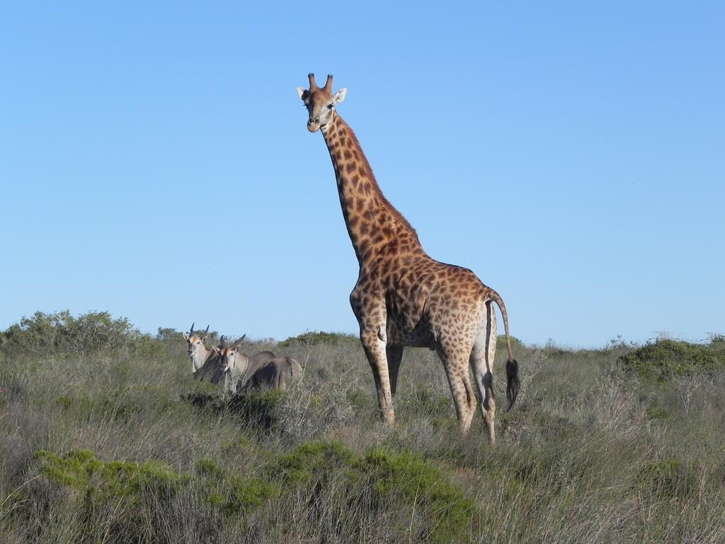 Thali Thali Game Lodge Langebaan Dış mekan fotoğraf