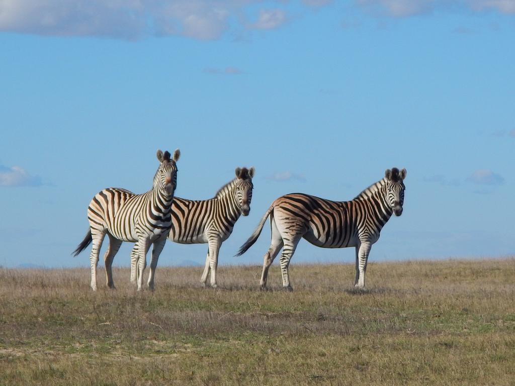 Thali Thali Game Lodge Langebaan Dış mekan fotoğraf