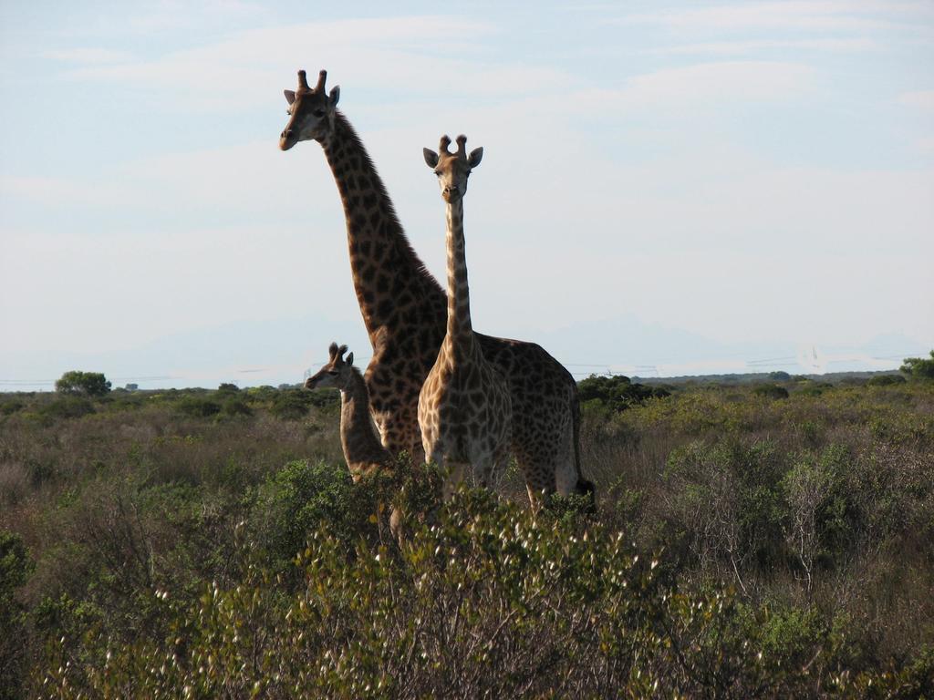 Thali Thali Game Lodge Langebaan Dış mekan fotoğraf